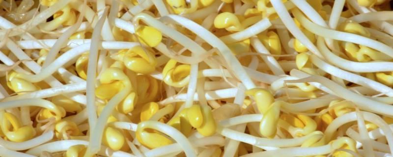 无根豆芽生长技术,无根豆芽和有根豆芽的区别