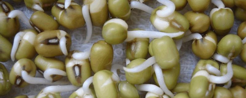 豆芽的培育过程,豆芽是由什么发育而来的