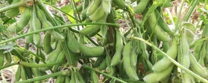 黄豆长势过旺怎么办,可以掐头吗