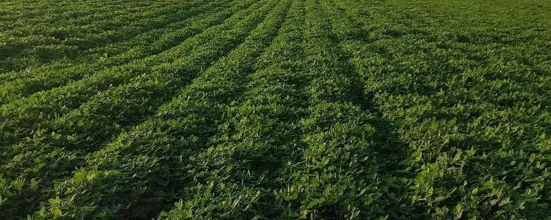 氟磺胺草醚能打花生吗,氟磺胺草醚残留期多长