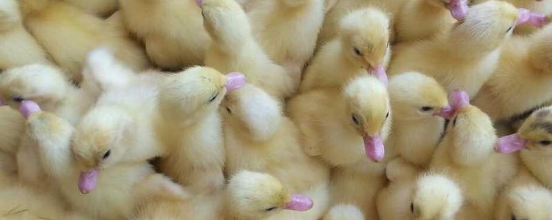 鸭苗刚买回来该怎么养，附养殖注意事项