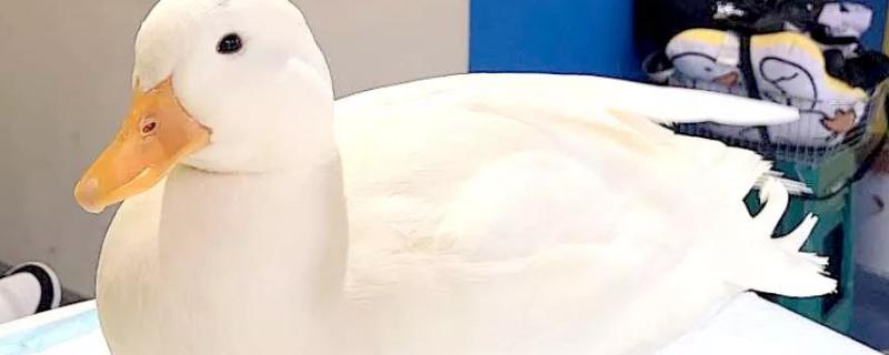 科尔鸭子为什么这么贵,科尔鸭和普通鸭子有什么区别