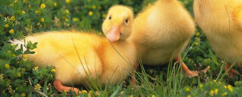 小鸭子拉白屎是什么原因,是什么原因导致的