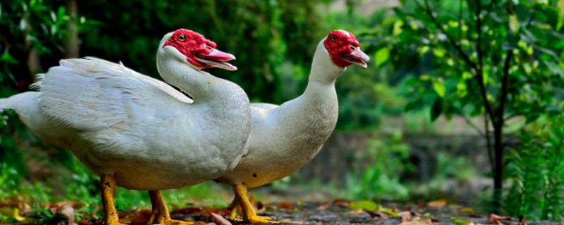 番鸭孵化的温度和湿度,为什么孵化后期死胎多