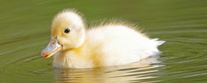 小鸭子出壳多久可以吃东西,出壳后要保温多少天