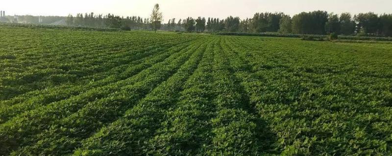 花生开花期能打矮壮素吗,矮壮素能和杀虫剂一起用吗