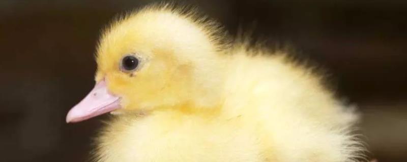 小鸭子多久喝一次水,喝水一般用什么工具