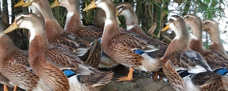 麻鸭养多久才变绿头,麻鸭养殖多少天可以出栏