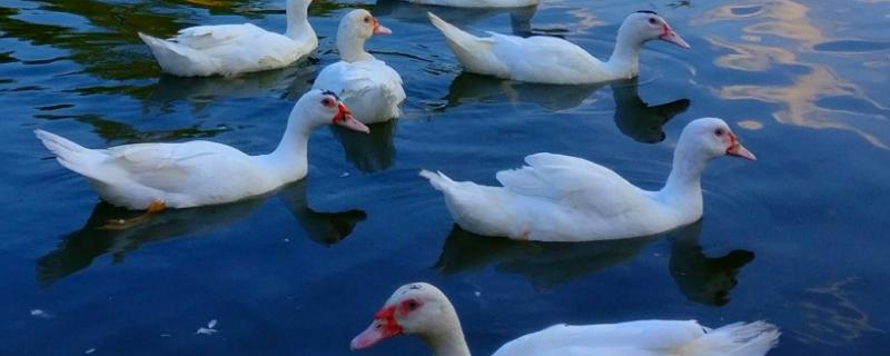 怎样养鸭子又快长得又快又好,养鸭子在什么地方比较合适