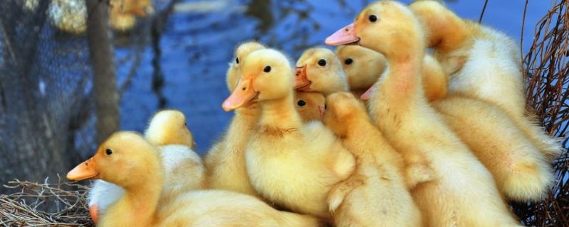 养小鸭子吃什么食物,食物中毒的话怎么办