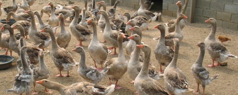 鸭子一般养几个月合适,养几个月可以下蛋
