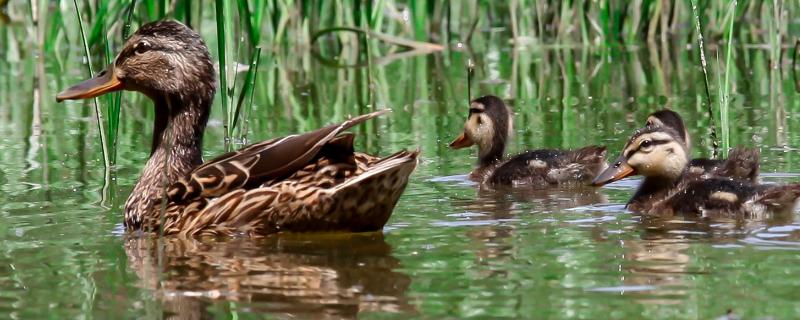 野鸭一次大约生多少个蛋,一般在什么季节生蛋
