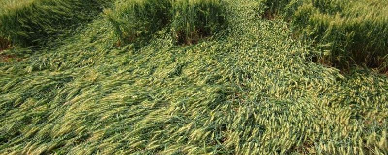 倒伏小麦能恢复到什程度,倒伏小麦还用二次割刀吗