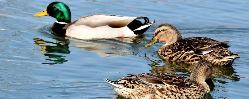 野鸭蛋为什么不能捡,野鸭蛋要孵化多久能出鸭子
