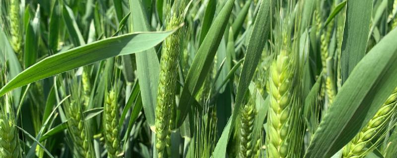 小麦白穗的原因及防治方法