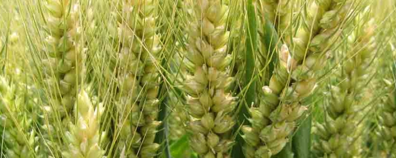 小麦灌浆期管理技术要点,需水量大不大