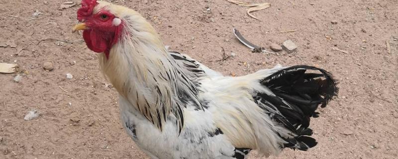 10多斤的大公鸡是什么品种,公鸡和母鸡有什么区别