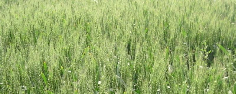 雨后收的小麦品质有什么变化,小麦品质的好坏取决于什么