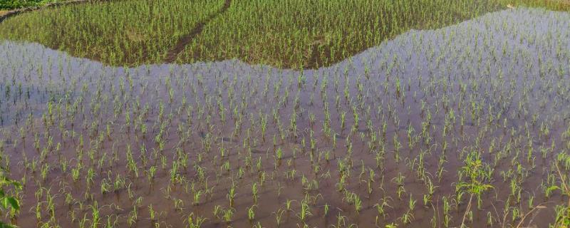 水稻直播多久打封闭药,打两次封闭吗