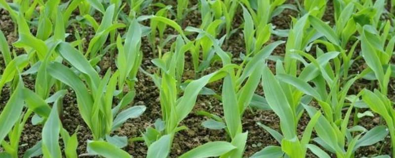 玉米苗最怕什么农药，打了农药会有残留吗