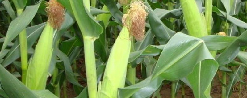 玉米除草剂和叶面肥可以一起使用吗?,除草剂在什么时间喷施效果好