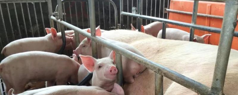 土杂猪和三元猪的区别,附土杂猪的外貌特征