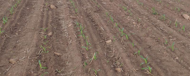 草甘膦对玉米苗有害吗,附草甘膦的使用方法和注意事项