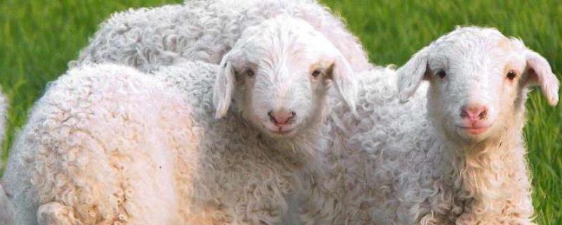 羊吃了玉米苗为啥要死,误食了怎么办