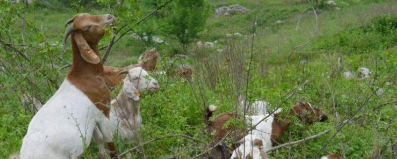 羊酸中毒如何快速解毒，羊酸中毒是怎么引起的