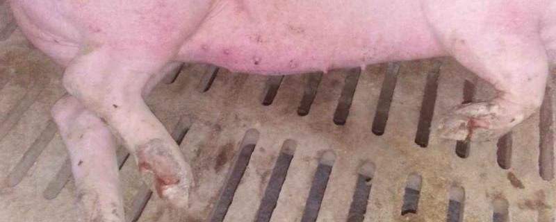 吃奶的小仔猪有口蹄病怎样治,附症状
