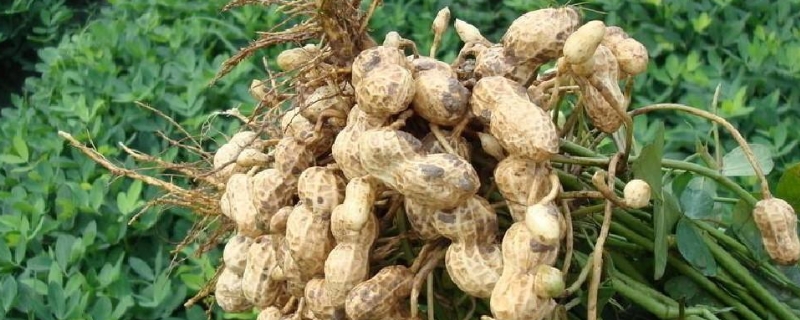 花生死苗用什么药可以防治,是什么原因引起的