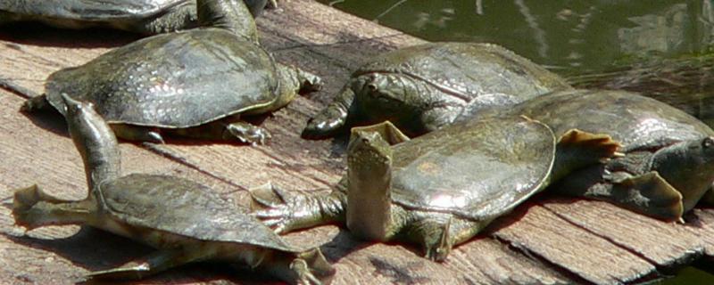 甲鱼夜间活动规律，活动范围有多大