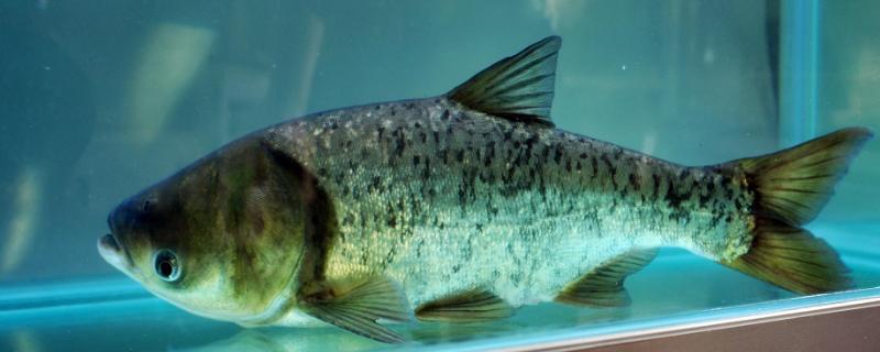 淡水鱼产卵期表,产卵有什么征兆