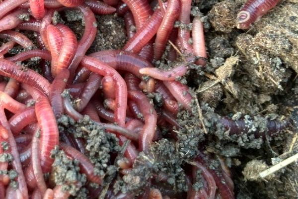 人工蚯蚓的养殖技术