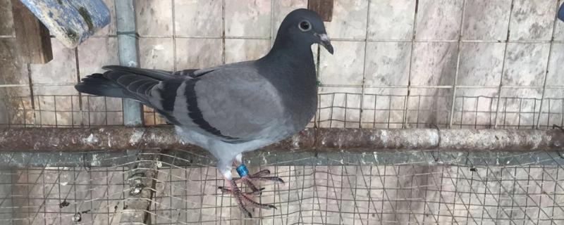 幼鸽口黄淘汰吗,是什么原因导致的