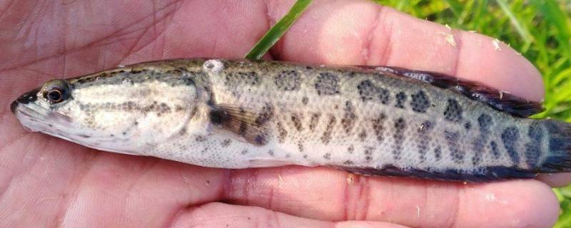 养黑鱼一亩地多少尾鱼苗,养黑鱼水要多深