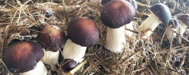 赤松茸种植条件,赤松茸长什么样子