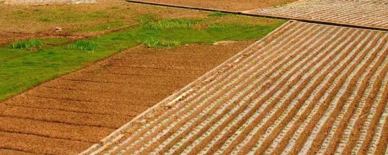 耕地与基本农田的区别，耕地是什么土地类型