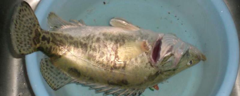 桂花鱼苗的养殖方法,养殖周期是多久