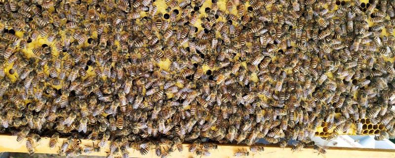 蜂王胎封口要几天出王,蜂王胎是蜂蛹吗