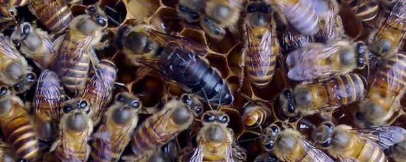 蜂王婚飞几点归巢，婚飞会带走蜂群吗