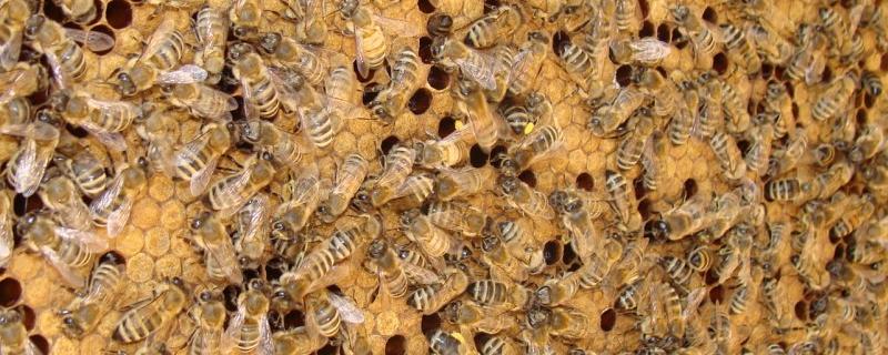 分蜂最简单的前兆,分蜂是老王走还是新王走