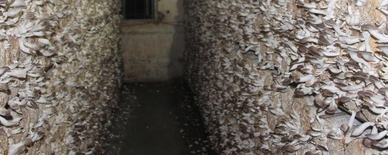 袖珍菇生长环境,附袖珍菇的特征