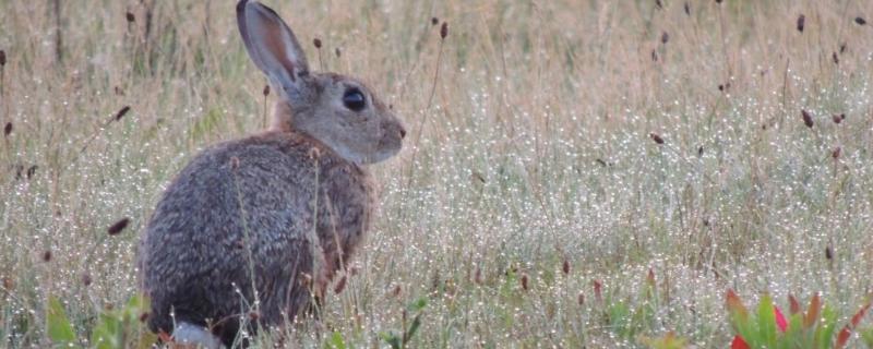 野兔子崽子怎么养，怕什么气味