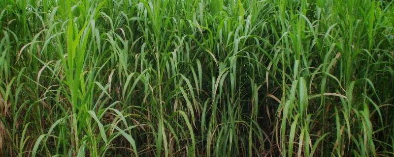 羊吃的草种子有哪些品种，草种子什么时候种为好