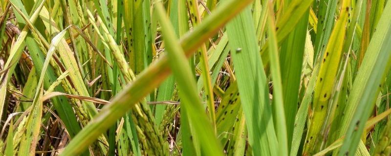 农业病虫害有哪些特点,农业病虫害的影响因素