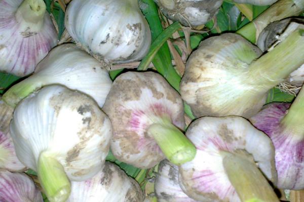 大蒜属于出芽生殖吗,附种植方法