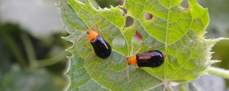 近几年来我国农业病虫害具有哪些特点,附农业病虫害的原因