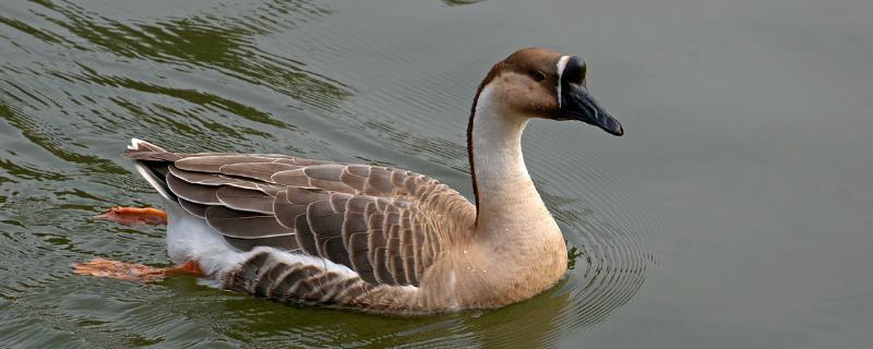 鹅肝的鹅是什么品种,需要多久才能长大