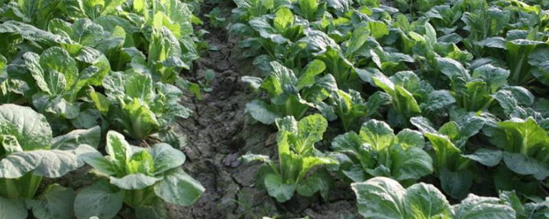 连续下雨后需要给蔬菜施肥吗,用尿素好还是复合肥好